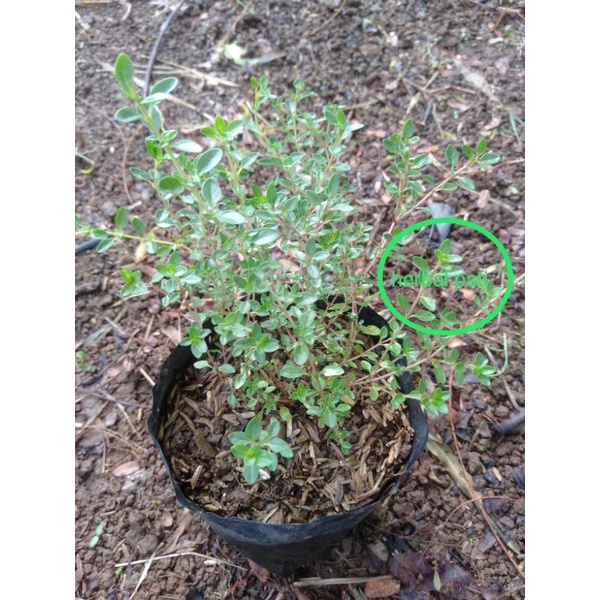 bibit tanaman Thyme-tanaman herbal thyme
