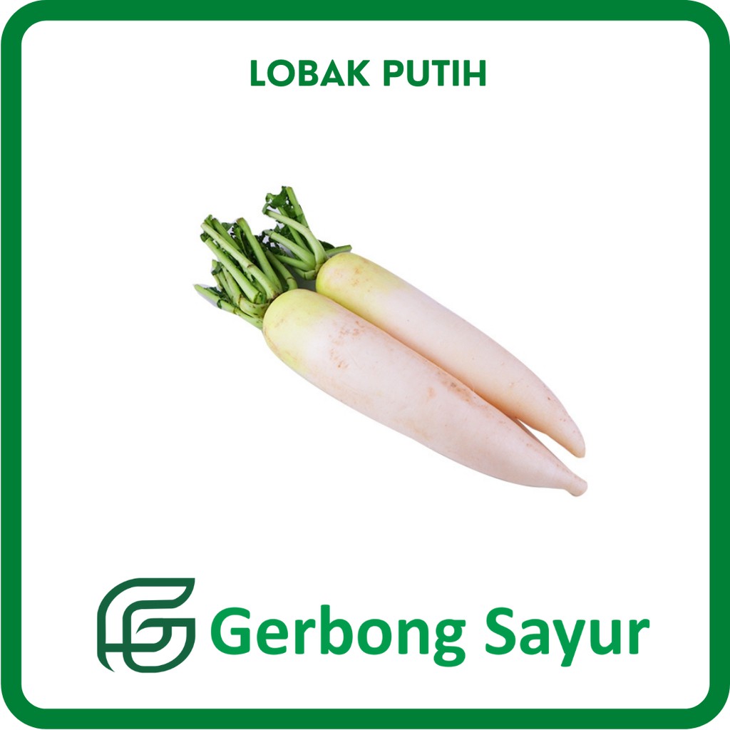 Jual Sayur Lobak Putih Segar 500g Shopee Indonesia