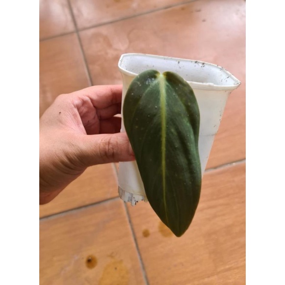 philodendron gigas