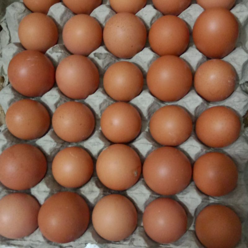 

Telur Ayam Negeri 500 gram