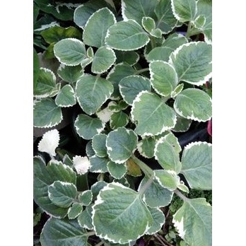 Tanaman hias gantung miana bludru hijau putih varigata