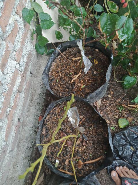 Bibit Jeruk Mandarin 400 Gram / Bibit