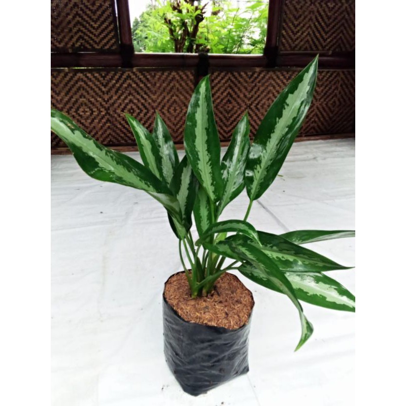 aglonema difen hijau