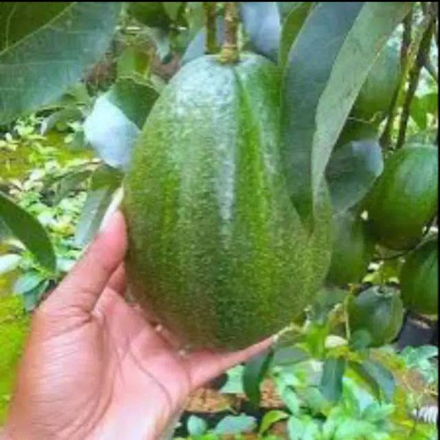 Bibit buah alpukat miki depok