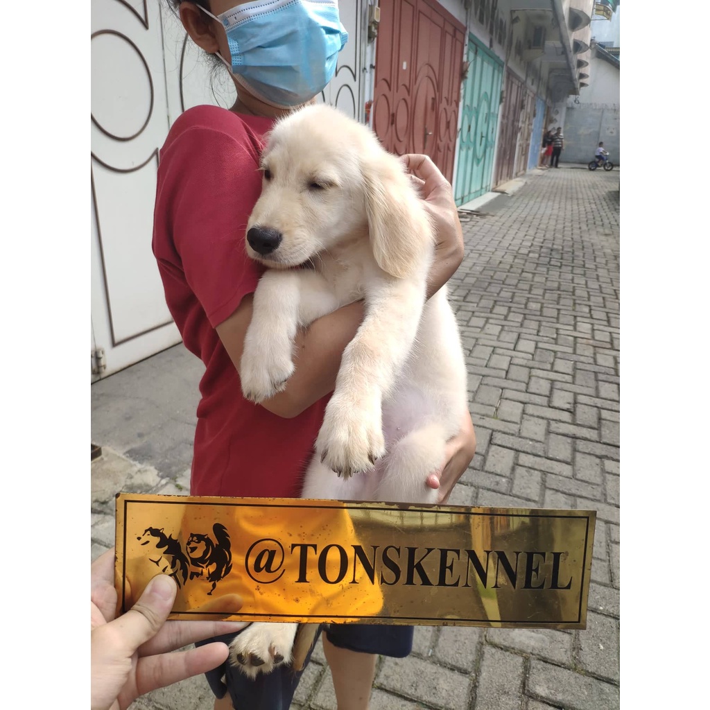 Golden Retriever Stb Vaksin Big Bone Long Hair Microchip Ready / Jual Anjing di Medan