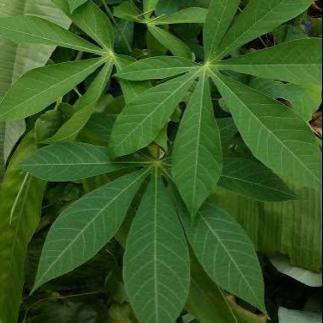 

Daun Singkong 250gr/ per Ikat