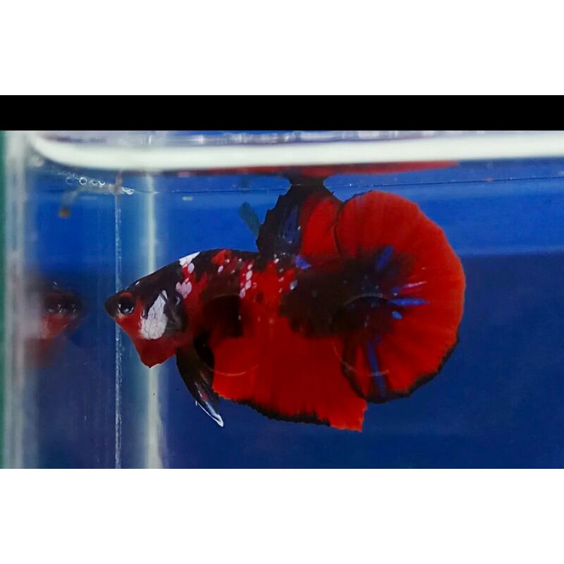 cupang red koi galaxy masking