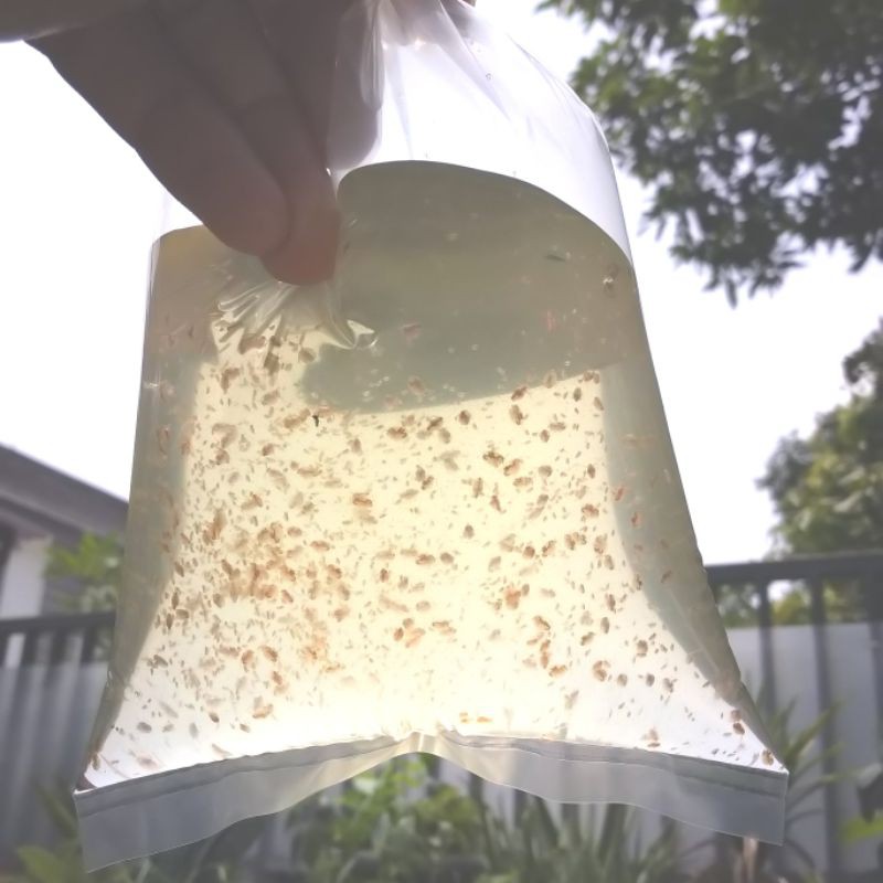 daphnia magna starter, pakan ikan alami, pakan cupang, pakan guppy, pakan ikan hias