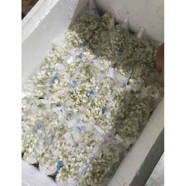 melati putih asli dan segar 350 gram