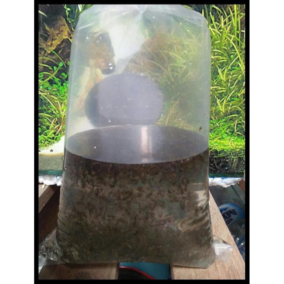 Makanan ikan Cupang Encu/jentik nyamuk paketan