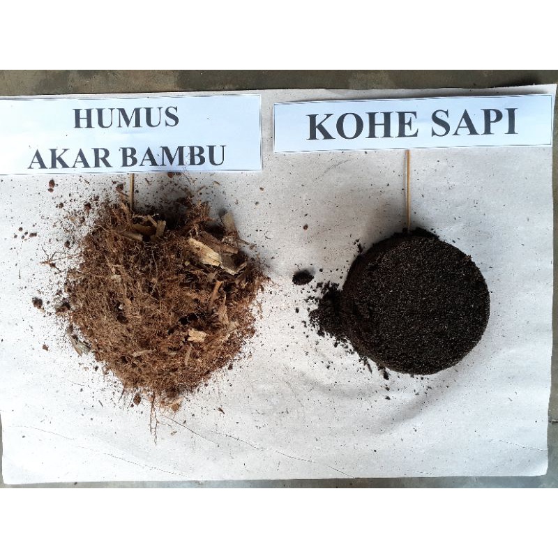 Kohe Sapi Akar Humus Bambu