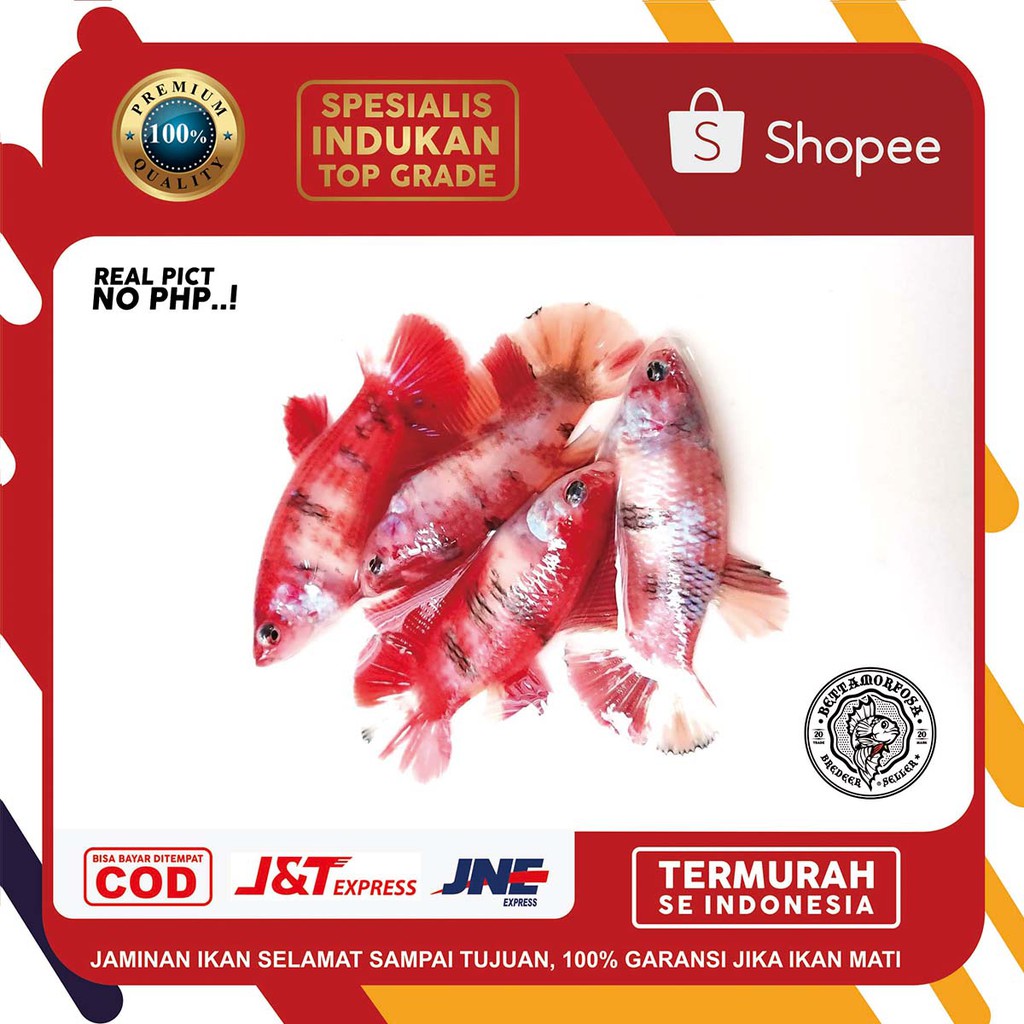 Ikan Cupang Bahanan Nemo Koi SUPER GRADE A