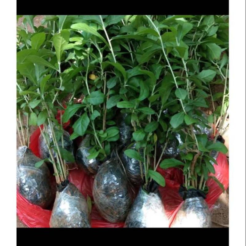 Pohon lee kwan yew / li Kwan yu