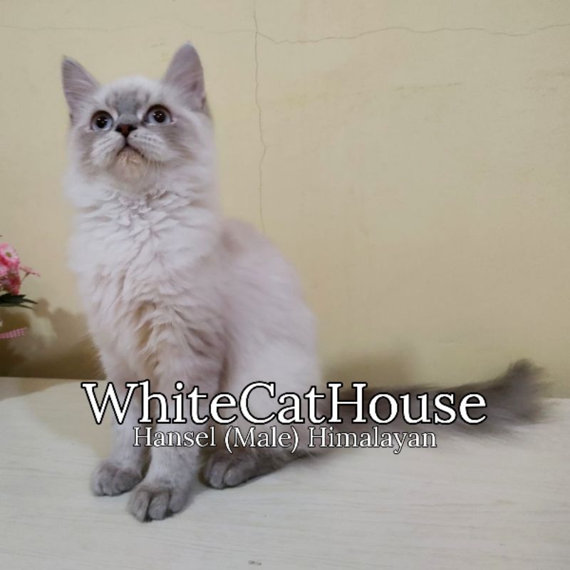 Kucing Persian Mix Himalaya (Jantan Lucu)