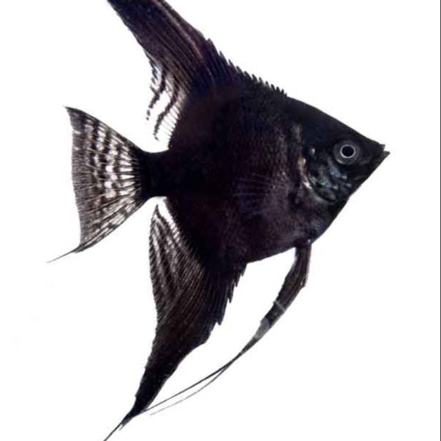 Ikan hias manfish black angel