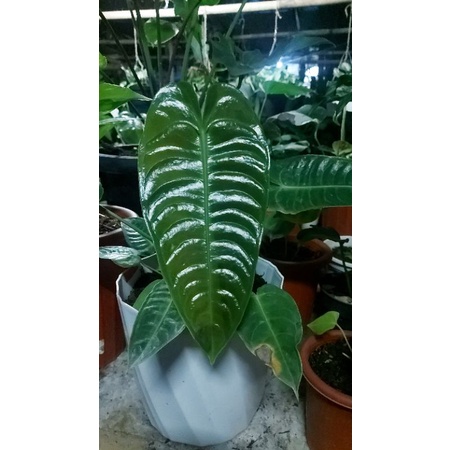 Veitchii narrow form ori