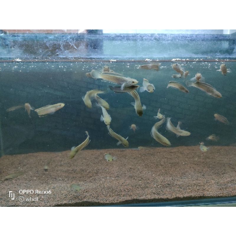 BABY LIMBATA CB 5-6CM FULL PREMIUM BLUE