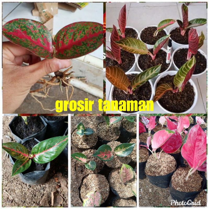 bunga aglonema murah paket  5 pohon,Beby/ anakan