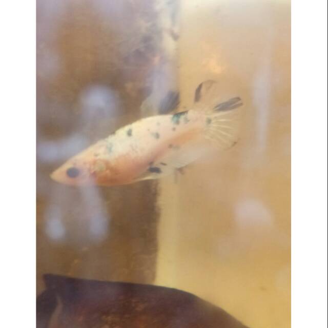 Cupang Female Koi White Scale