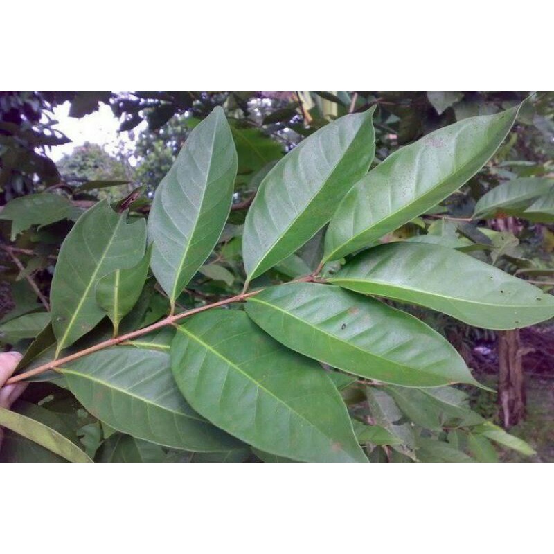 

daun salam untuk bumbu masak (15 lembar)