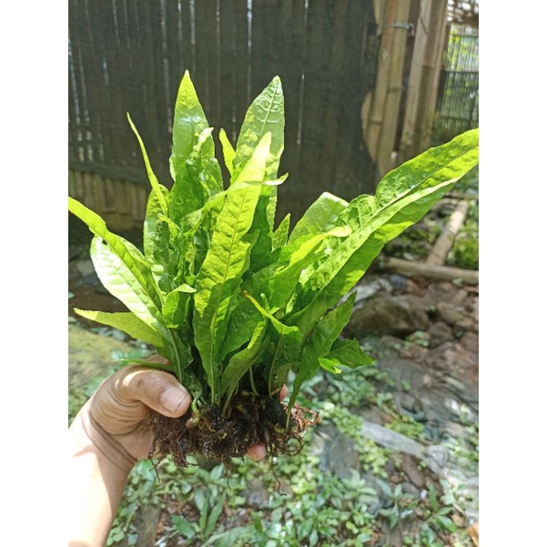 kadaka tanaman aquascape low co2