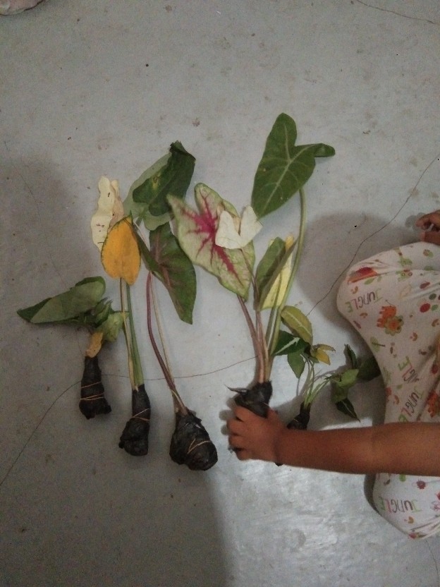 Tanaman Hias Singonim Batik Lokal Sp Tanaman Hias