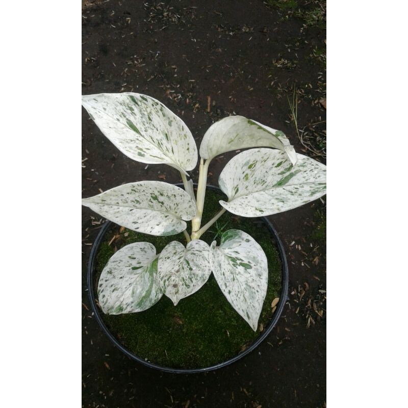 Epipremnum Aureum(Albo splash variegata)"Marble Queen"