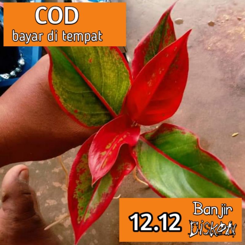 AGLONEMA LIPSTIK MURAH MERIAH