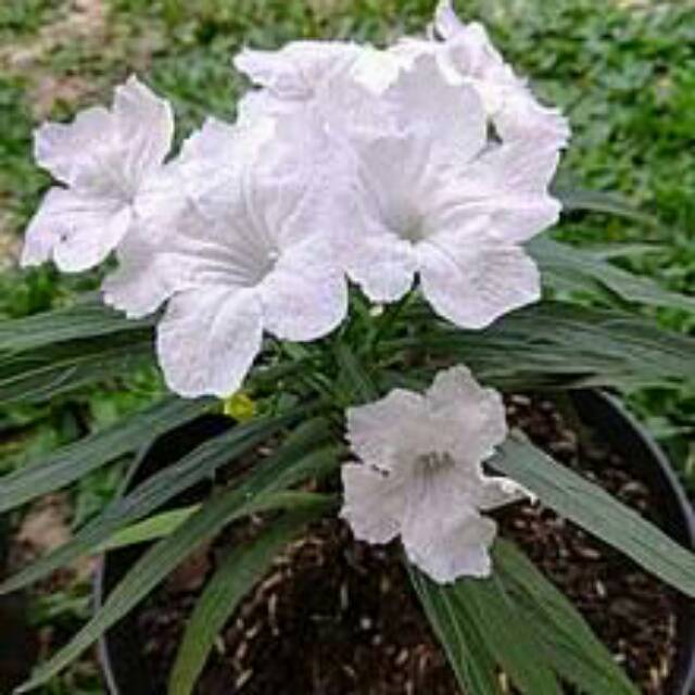 tanaman  hias ruellia rebah bunga putih