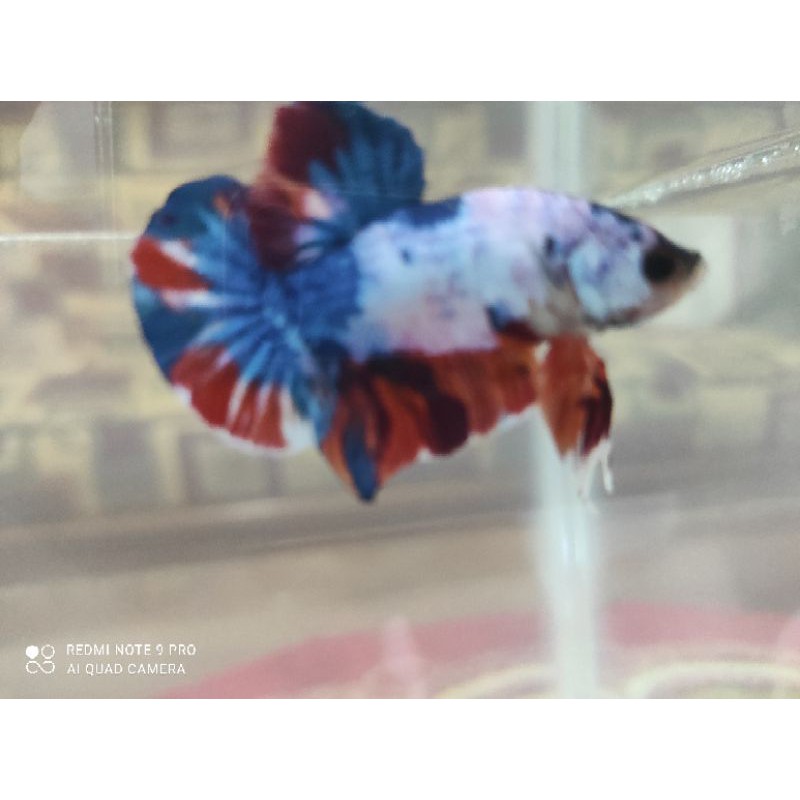 Cupang Blue Rim Female,FCCP,Nemo,Candy Multicolor