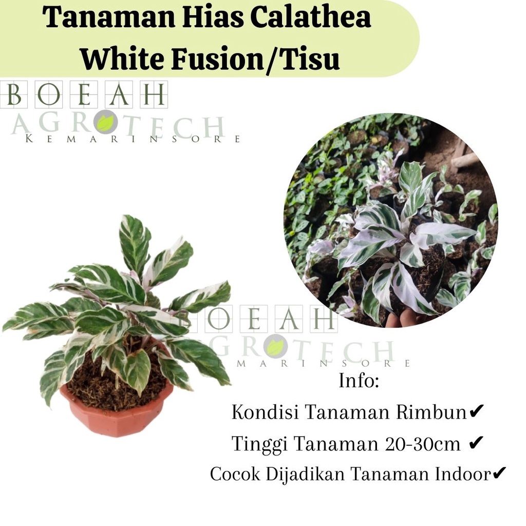 Bibit Tanaman Calathea White Fusion/Calathea Tissu