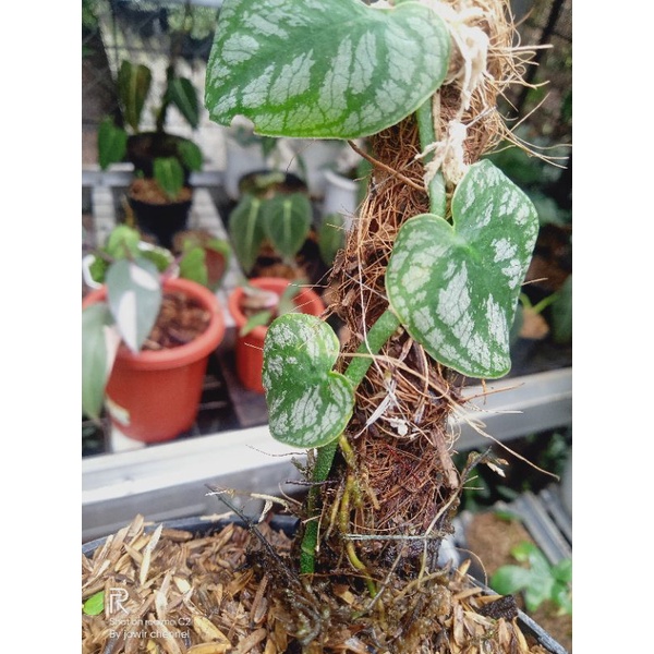 Monstera dubia Tanaman