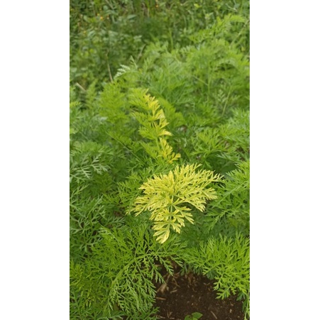 Tanaman Hias Koleksi Langka Wortel Varigata