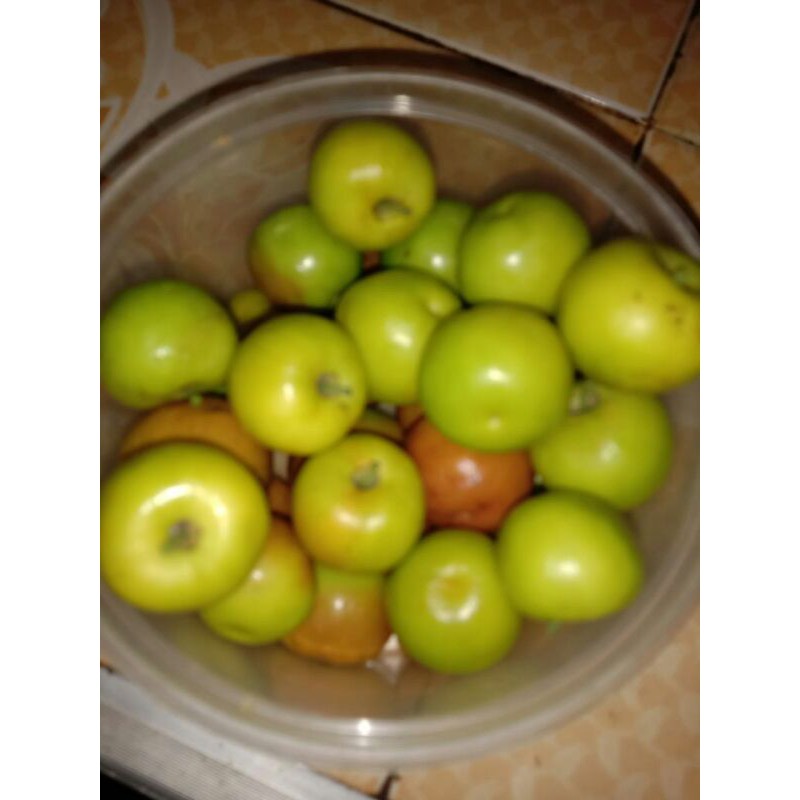 1/2 KILO BUAH BIDARA ARAB SEGAR  HERBAL UNTUK KESEHATAN