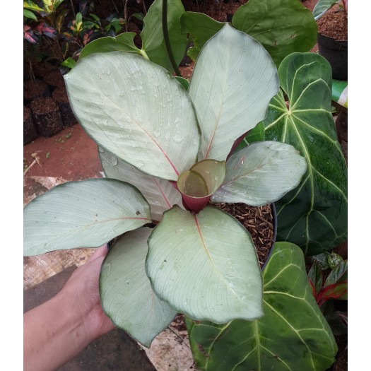 Bibit Tanaman Hias Calathea Silver Plate BERGARANSI