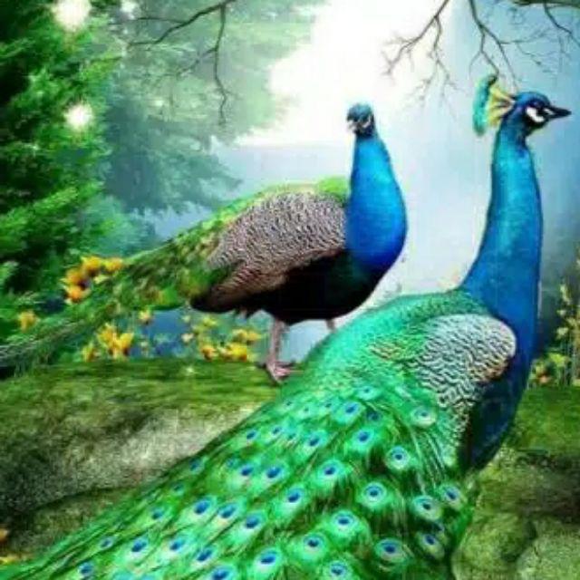 95 Gambar Burung Merak Animasi Terbaik