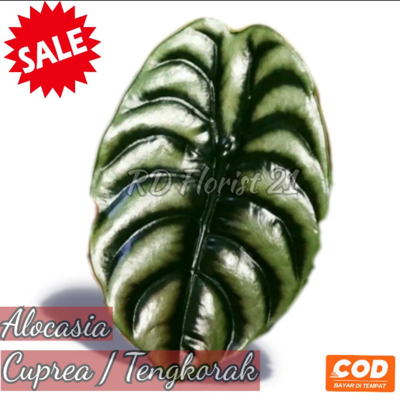 Alocasia Cuprea / Keladi tengkorak / tanaman hias