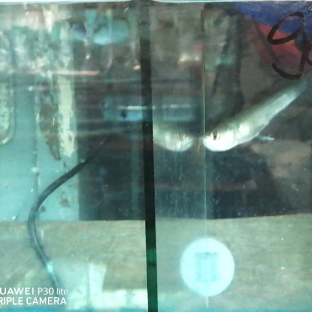 Ikan Arwana silver 20cm arowana brasil