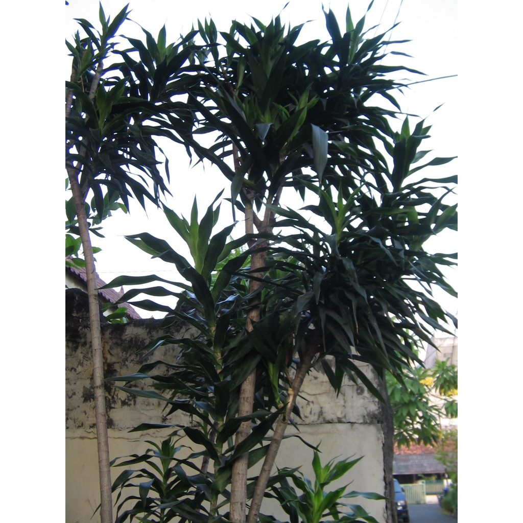 

DAUN SUJI SEGAR 1 IKAT ISI 10 LEMBAR
