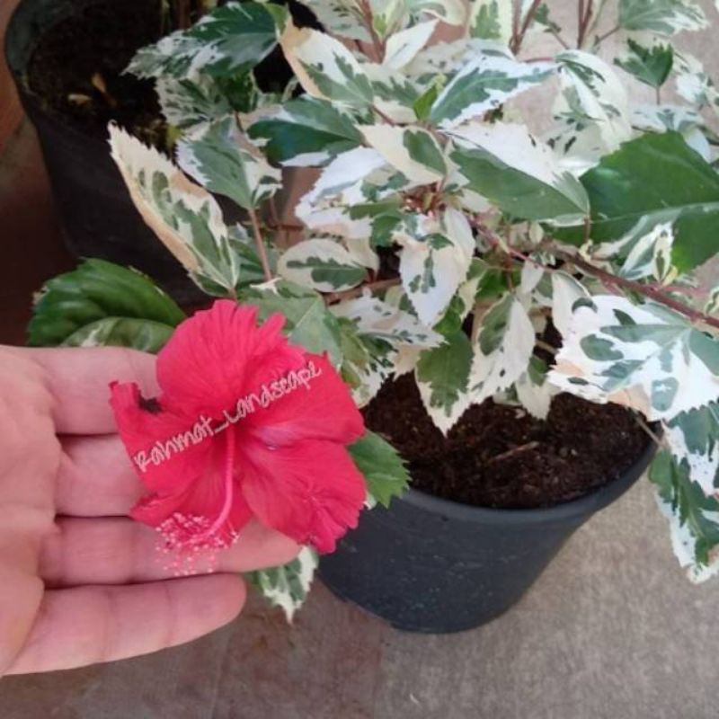 Tanaman hias bunga sepati varigata / tanaman bunga sepatu / tanaman kembang sepatu / tanaman bunga