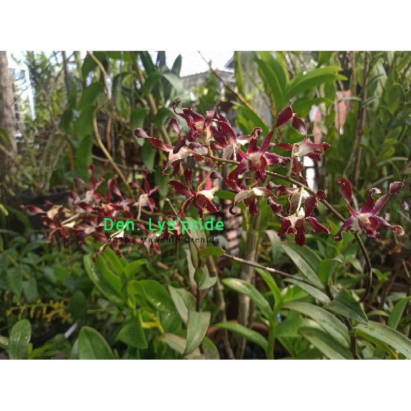 Anggrek Dendrobium Black Spider X Lasiantera
