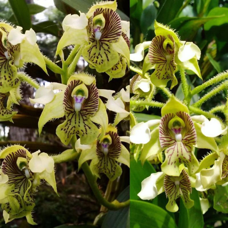 Anggrek Dendrobium Macrophyllum spesie Jawa
