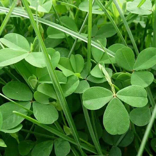 Benih alfalfa 10 gram