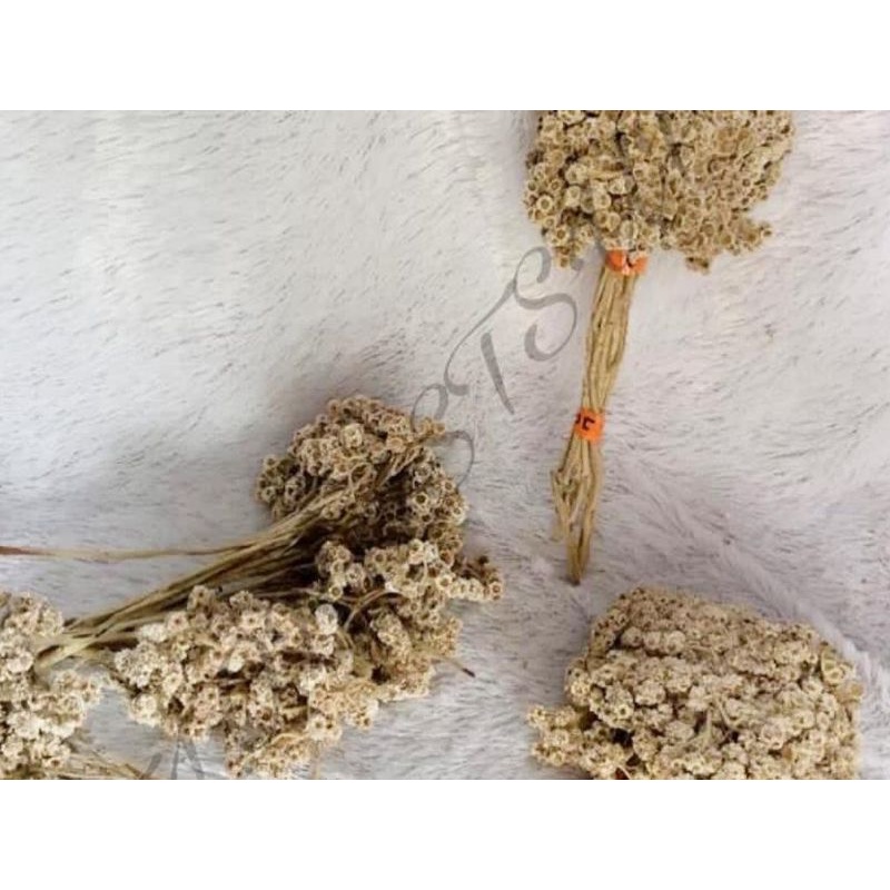 Bunga Edelweis / Bunga Kering