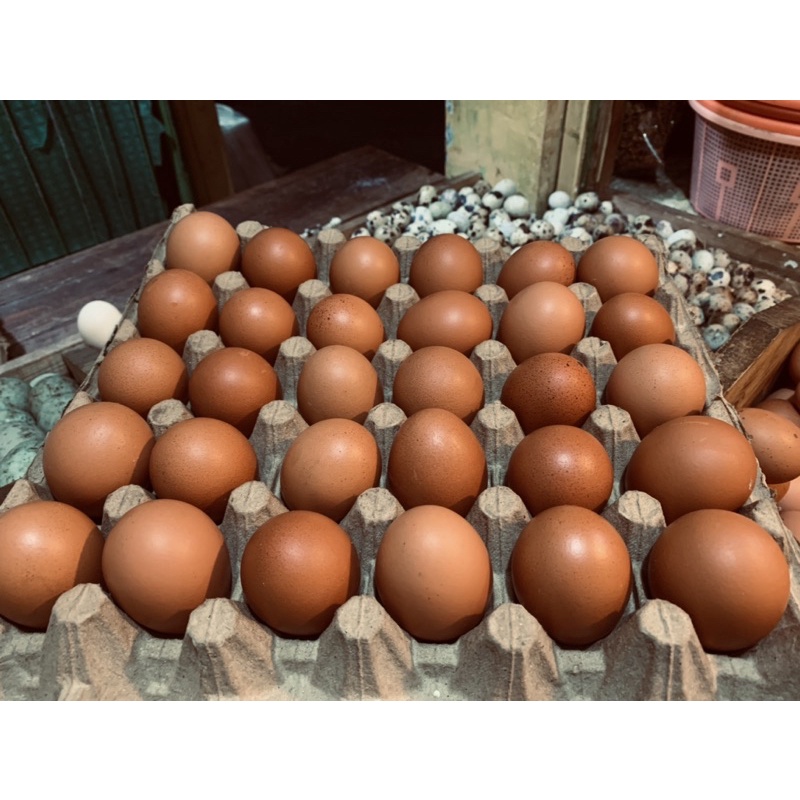 

telur ayam negeri coklat fresh glowing