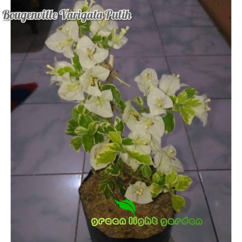 Bunga Bougenville Varigata Putih