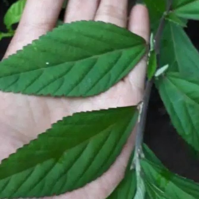 

Daun Sidaguri segar dipetik saat orderan