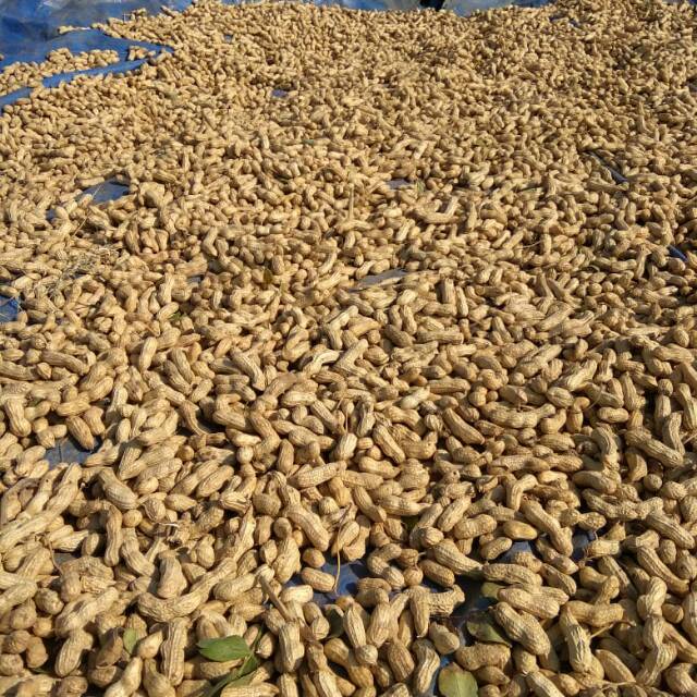 1 Kg Kacang Tanah kulit kering Mentah/kacang/kacang tanah mentah/kacang kulit/kacang tanah