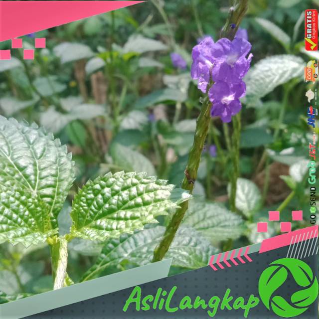 

Daun pecut kuda segar(500gram)