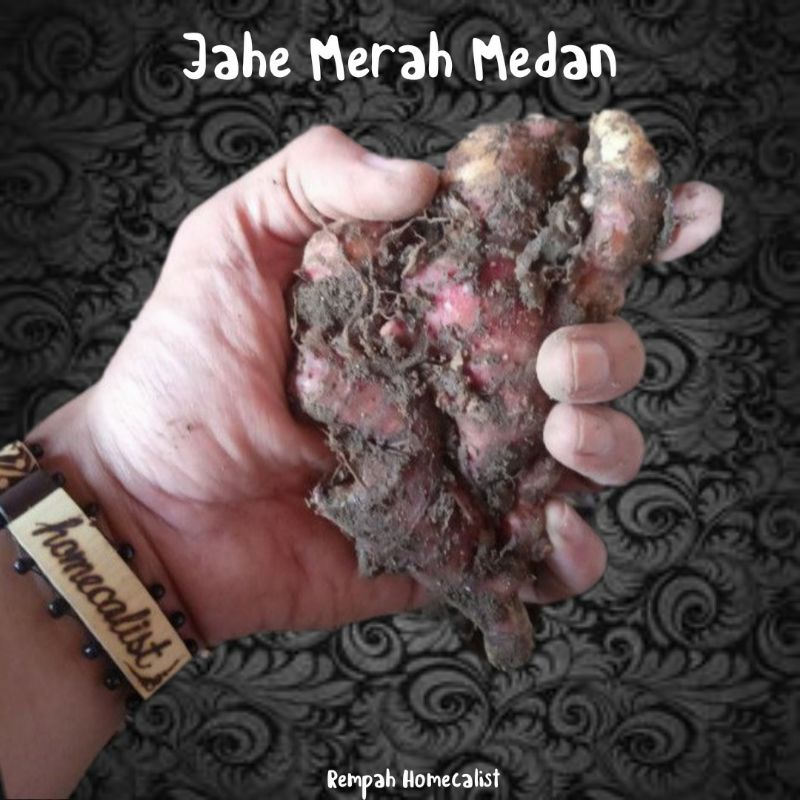 Jahe Merah 1kg Jahe Merah Segar